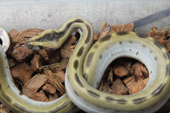 Piton Burmes Green Het Albino Hembra ID R15-06