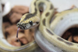 Piton Burmes Green Het Albino Hembra ID R15-06
