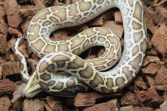 Piton Burmes Hypo Het Laberinto Hembra ID R15-08