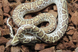 Piton Burmes Hypo Het Laberinto Hembra ID R15-08