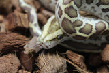 Piton Burmes Hypo Het Laberinto Hembra ID R15-08