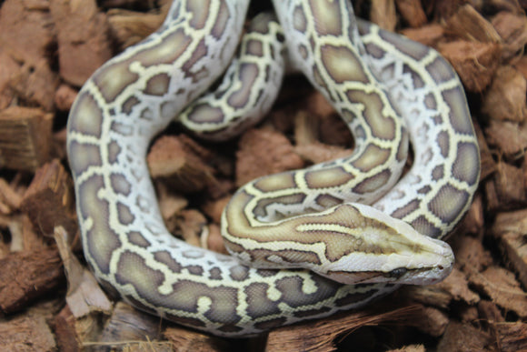 Piton Burmes Hypo Het Laberinto Hembra ID R15-09