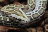 Piton Burmes Hypo Het Laberinto Hembra ID R15-09