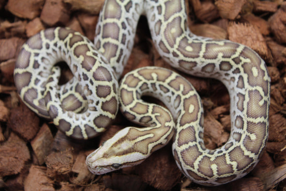 Piton burmes Hypo Het Laberinto Hembra ID R15-11