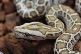 Piton burmes Hypo Het Laberinto Hembra ID R15-11