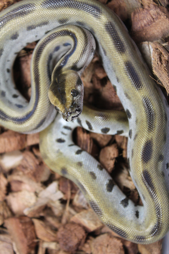 Piton Burmes Green Het Albino Hembra ID R15-12