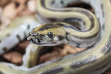 Piton Burmes Green Het Albino Hembra ID R15-12