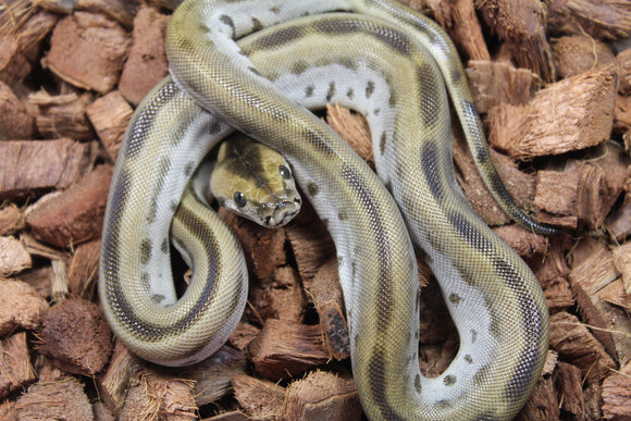 Piton Burmes Green Het Albino Hembra ID R15-13