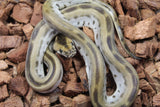 Piton Burmes Green Het Albino Hembra ID R15-13