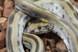 Piton Burmes Green Het Albino Hembra ID R15-13