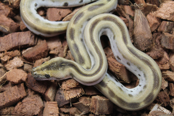 Piton Burmes Green Het Albino Macho R15-14