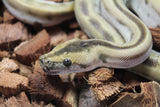 Piton Burmes Green Het Albino Macho R15-14