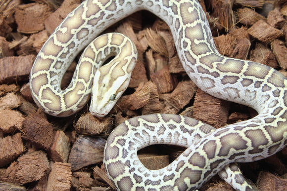 Piton Burmes Hypo Het Laberinto Hembra ID R15-17