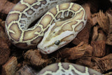 Piton Burmes Hypo Het Laberinto Hembra ID R15-17
