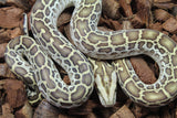 Piton Burmes Hypo Het Laberinto Hembra ID R15-18