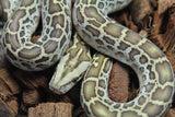 Piton Burmes Hypo Het Laberinto Hembra ID R15-18