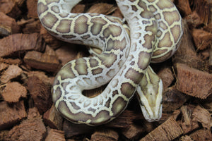 Piton Burmes Hypo Het Laberinto Hembra ID R15-19