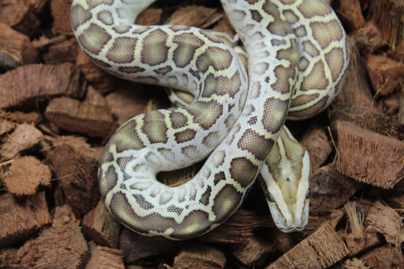 Piton Burmes Hypo Het Laberinto Hembra ID R15-19