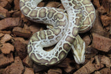 Piton Burmes Hypo Het Laberinto Hembra ID R15-19