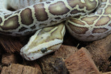 Piton Burmes Hypo Het Laberinto Hembra ID R15-19
