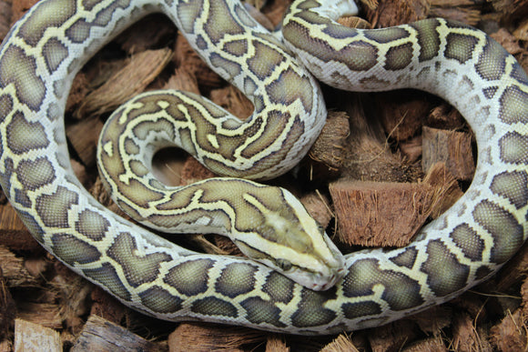 Piton Burmes Hypo Het Laberinto Hembra ID R15-20
