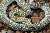 Piton Burmes Hypo Het Laberinto Hembra ID R15-20