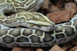 Piton Burmes Hypo Het Laberinto Hembra ID R15-20