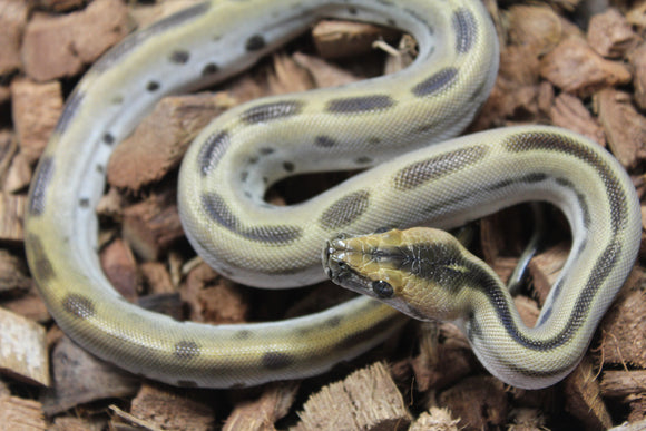Piton Burmes Green Het Albino Hembra ID R16-01