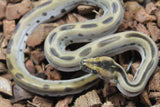 Piton Burmes Green Het Albino Hembra ID R16-01