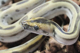 Piton Burmes Green Het Albino Hembra ID R16-01