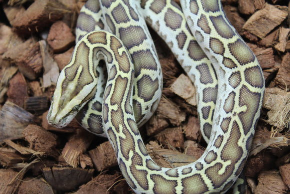 Piton Burmes Hypo Het Laberinto Macho ID R16-02