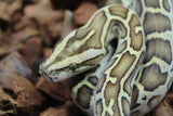 Piton Burmes Hypo Het Laberinto Macho ID R16-02