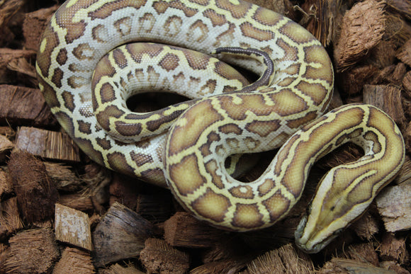 Piton Burmes Hypo Het Laberinto Macho ID R16-03
