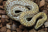 Piton Burmes Hypo Het Laberinto Macho ID R16-03