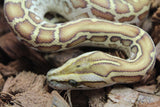 Piton Burmes Hypo Het Laberinto Macho ID R16-03