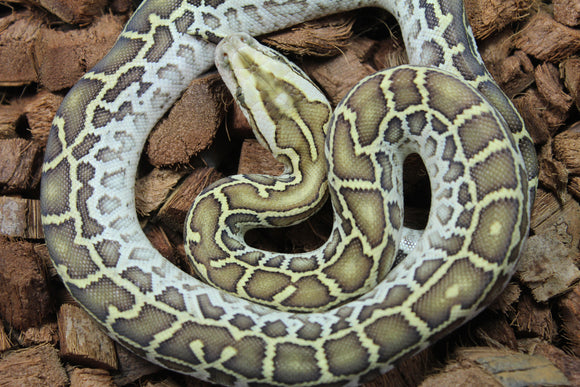 Piton Burmes Hypo Het Laberinto Hembra ID R16-04