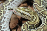 Piton Burmes Hypo Het Laberinto Hembra ID R16-04