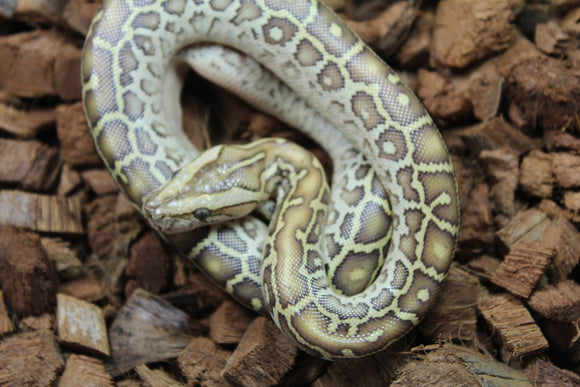 Piton Burmes Hypo Het Laberinto Macho ID R16-05