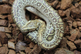 Piton Burmes Hypo Het Laberinto Macho ID R16-05