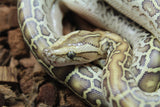 Piton Burmes Hypo Het Laberinto Macho ID R16-05
