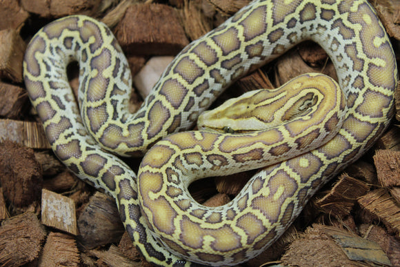 Piton Burmes Hypo Het Laberinto Macho ID R16-07