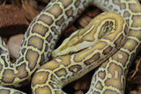 Piton Burmes Hypo Het Laberinto Macho ID R16-07