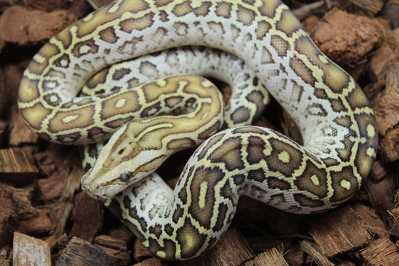 Piton Burmes Hypo Het Laberinto Macho ID R16-08