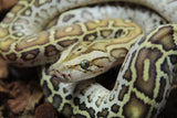 Piton Burmes Hypo Het Laberinto Macho ID R16-08