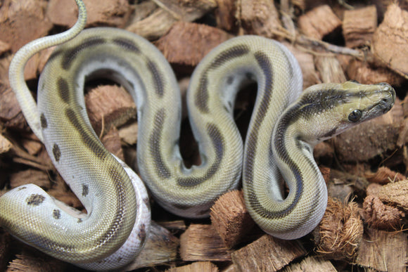 Piton Burmes Green Het Albino Macho ID R16-10