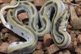 Piton Burmes Green Het Albino Macho ID R16-10