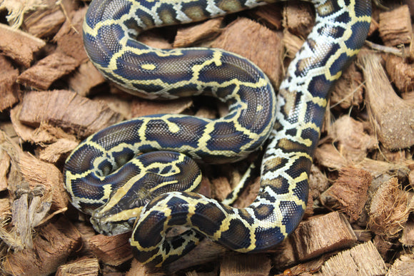Piton Burmes Nominal Het Laberinto Macho ID R16-11