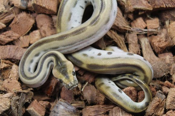 Piton Burmes Green Het Albino Macho ID R16-13