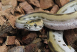 Piton Burmes Green Het Albino Macho ID R16-13