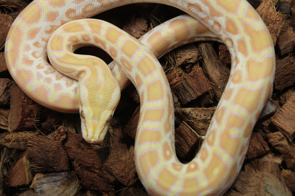 Piton Burmes Pearl Het Laberinto Macho ID R16-20